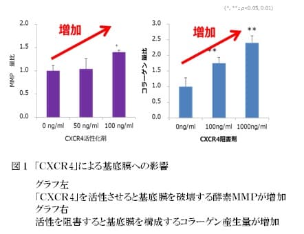 ファンケル、消えにくいシミの原因タンパク質「CXCR4」とその抑制成分を発見