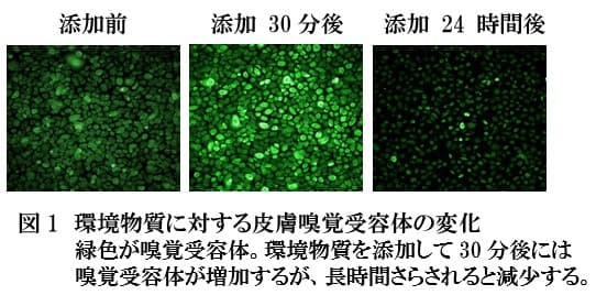 肌にも「嗅覚」があった？ファンケルが発見した肌の新しい防御センサー