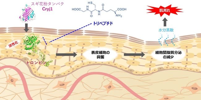 資生堂、花粉アレルギーがなくても肌荒れする新メカニズムを世界初解明