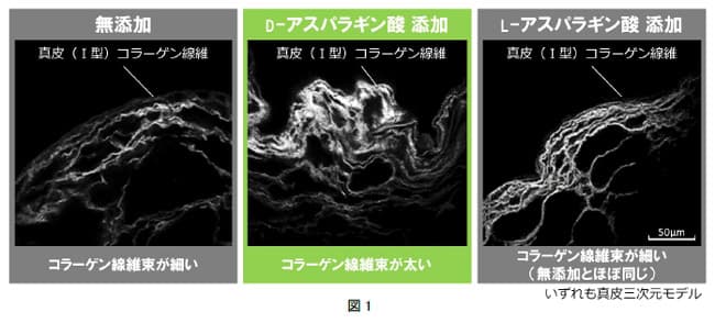 資生堂が発見、「D-アスパラギン酸」がコラーゲンを太く束ねてハリ肌へ導く仕組み
